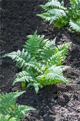 Engelsüß, Gemeiner Tüpfelfarn - Polypodium vulgare