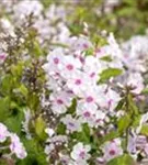 Hohe Garten-Flammenblume - Phlox paniculata 'Europa'