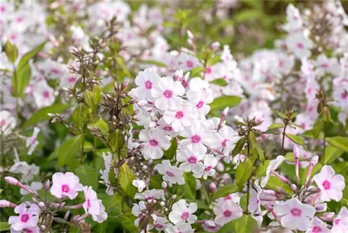 Hohe Garten-Flammenblume - Phlox paniculata 'Europa'