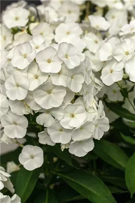 Hohe Garten-Flammenblume - Phlox paniculata 'Rembrandt'