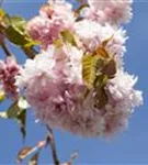 Häng.Nelkenkirsche 'Kiku-shidare-zakura' - Prunus serrulata 'Kiku-shidare-zakura' CAC