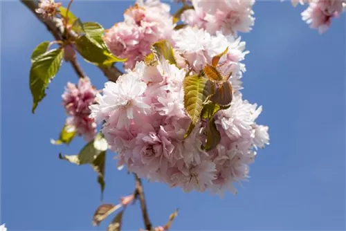 Häng.Nelkenkirsche 'Kiku-shidare-zakura' - Prunus serrulata 'Kiku-shidare-zakura' CAC