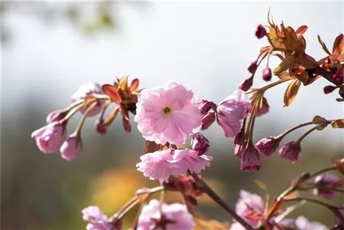 Häng.Nelkenkirsche 'Kiku-shidare-zakura' - Prunus serrulata 'Kiku-shidare-zakura' CAC