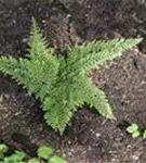 Weicher Schildfarn - Polystichum setiferum