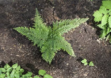 Polystichum setiferum 'Herrenhausen', gen. - Großer Garten-Filigranfarn