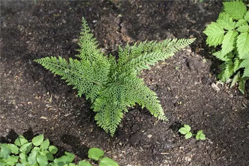 Weicher Schildfarn - Polystichum setiferum