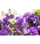 Rhododendron russatum 'Azurwolke' - Rhododendron russatum 'Azurwolke'