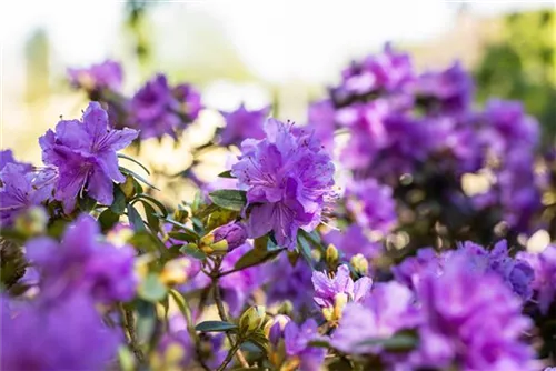 Rhododendron russatum 'Azurwolke' - Rhododendron russatum 'Azurwolke'