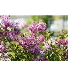 Meyer's Flieder 'Palibin' - Syringa meyeri 'Palibin'