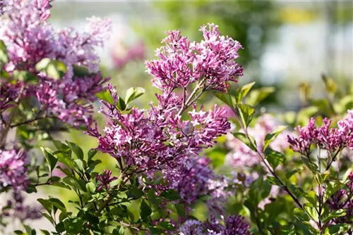 Meyer's Flieder 'Palibin' - Syringa meyeri 'Palibin'