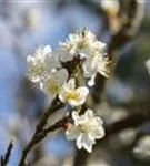 Schlehe,Schwarzdorn - Prunus spinosa CAC