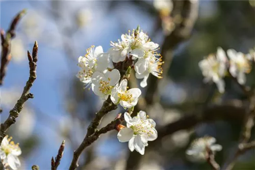 Schlehe,Schwarzdorn - Prunus spinosa CAC