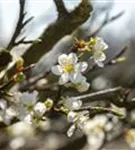 Schlehe,Schwarzdorn - Prunus spinosa CAC