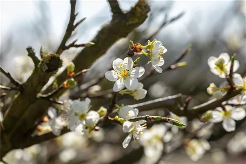 Schlehe,Schwarzdorn - Prunus spinosa CAC