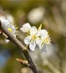 Schlehe,Schwarzdorn - Prunus spinosa CAC