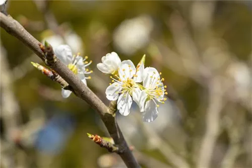 Schlehe,Schwarzdorn - Prunus spinosa CAC