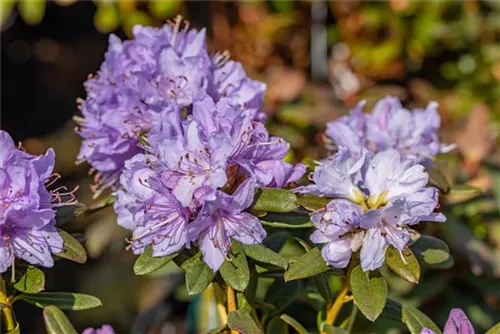 Kleinblättr.Rhododendron 'Ramapo' - Rhododendron impeditum 'Ramapo' II