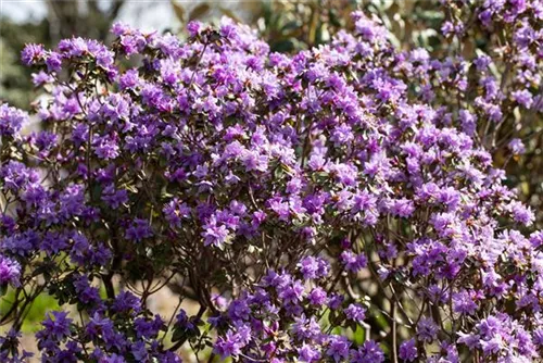 Kleinblättr.Rhododendron - Rhododendron impeditum I