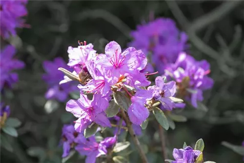 Kleinblättr.Rhododendron - Rhododendron impeditum I