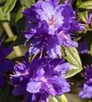 Kleinblättr.Rhododendron - Rhododendron impeditum I