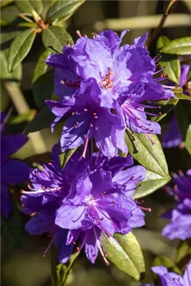 Kleinblättr.Rhododendron - Rhododendron impeditum I