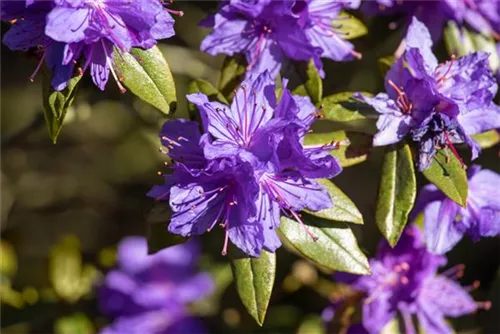 Kleinblättr.Rhododendron - Rhododendron impeditum I