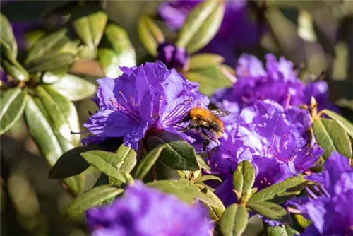 Kleinblättr.Rhododendron - Rhododendron impeditum I