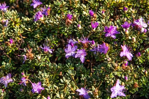 Kleinblättr.Rhododendron - Rhododendron impeditum I