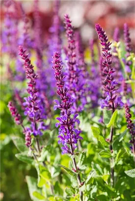 Garten-Blüten-Salbei - Salvia nemorosa 'Blaukönigin'