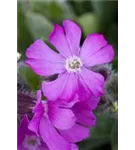 Garten-Herbst-Leimkraut - Silene schafta 'Splendens'