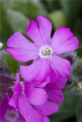 Garten-Herbst-Leimkraut - Silene schafta 'Splendens'