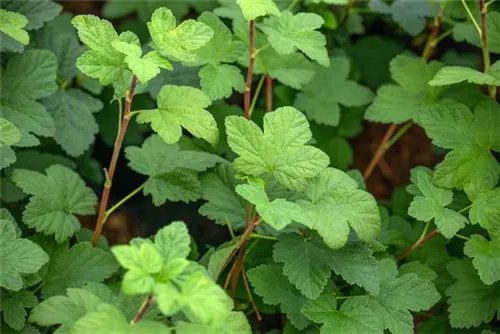 Blut-Zierjohannisbeere 'King Edward VII' - Ribes sanguineum 'King Edward VII' - Wildgehölze