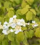 Gefüllter Schneeball 'Watanabe' - Viburnum plicatum 'Watanabe'