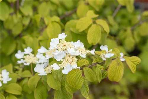 Gefüllter Schneeball 'Watanabe' - Viburnum plicatum 'Watanabe'