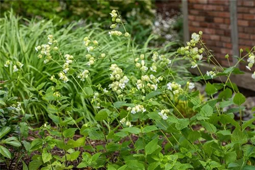 Garten-Leimkraut - Silene uniflora 'Weißkehlchen'