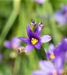 Schmalblättriges Grasschwertel - Sisyrinchium angustifolium