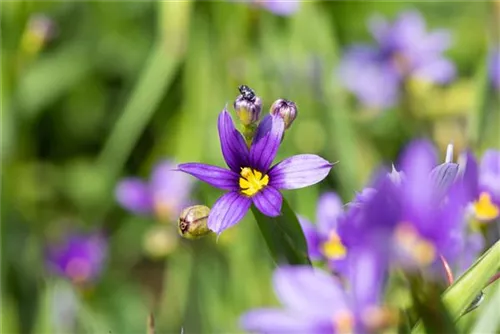 Schmalblättriges Grasschwertel - Sisyrinchium angustifolium