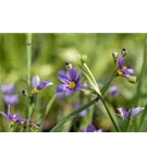 Schmalblättriges Grasschwertel - Sisyrinchium angustifolium