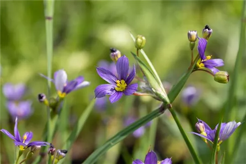 Schmalblättriges Grasschwertel - Sisyrinchium angustifolium