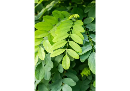 Robinia pseudoac.'Bessoniana' - Kegelakazie