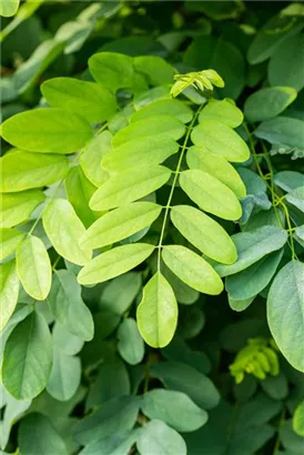 Kegelakazie - Robinia pseudoac.'Bessoniana'