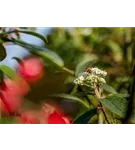 Immergr.Zungen-Schneeball - Viburnum rhytidophyllum