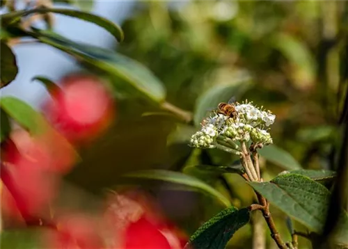 Immergr.Zungen-Schneeball - Viburnum rhytidophyllum