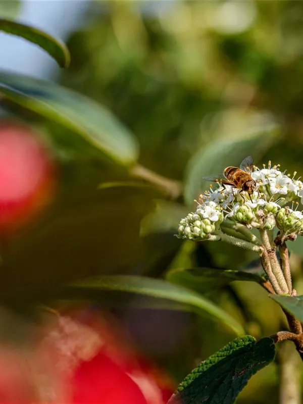 Immergr.Zungen-Schneeball - Viburnum rhytidophyllum