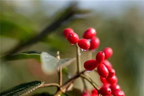 Immergr.Zungen-Schneeball - Viburnum rhytidophyllum