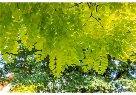 Robinia pseudoac.'Frisia' - Goldakazie 'Frisia'