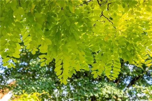 Goldakazie 'Frisia' - Robinia pseudoac.'Frisia'