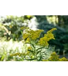 Garten-Goldrute - Solidago hybr. 'Laurin'