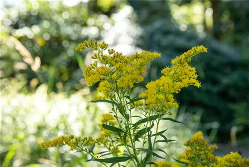 Garten-Goldrute - Solidago hybr. 'Laurin'