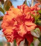 Sommergrüne Azalee 'Fireball' - Rhododendron lut.'Fireball' I